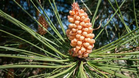 Pine Cones Scattered On Ground