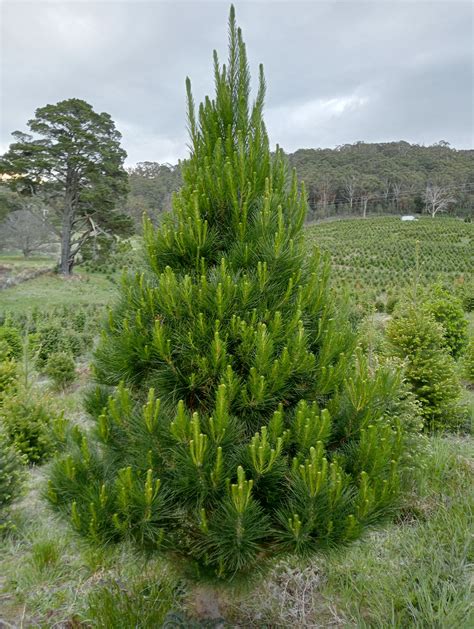 Pine Tree Image