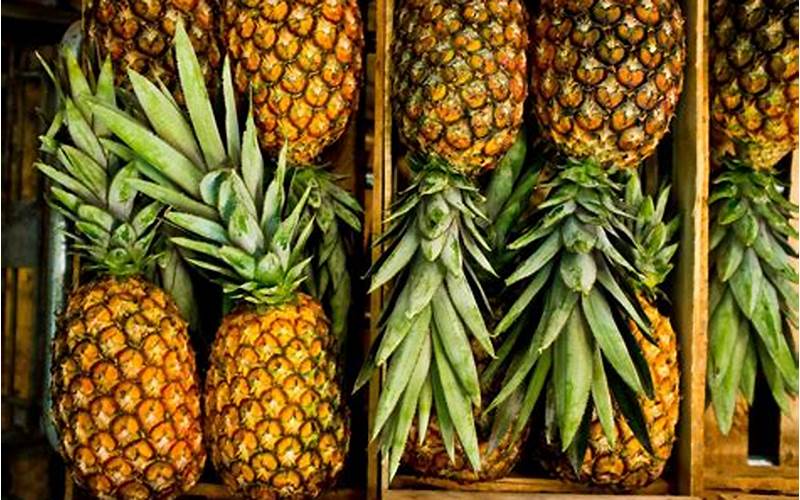 Pineapple History
