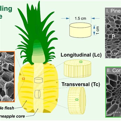 Pineapple Core and Conception
