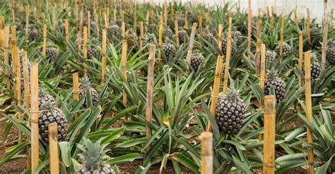 Pineapple Cultivation