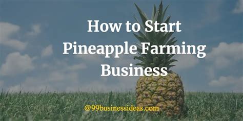 Pineapple Farm Business Plan