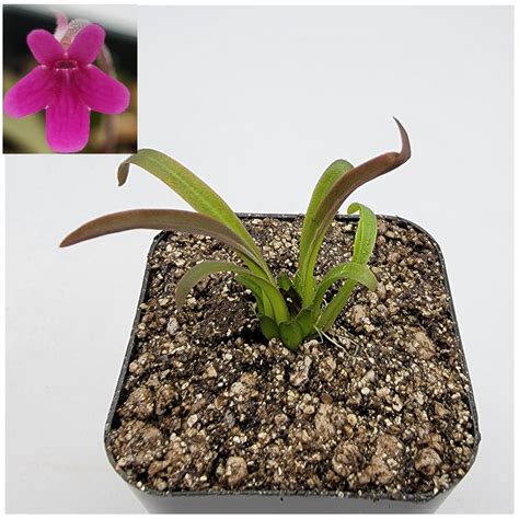 Pinguicula Calderoniae