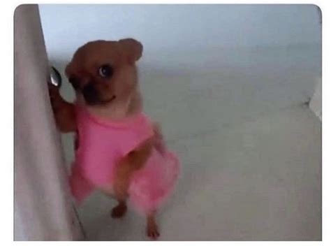 Pink Dog Meme