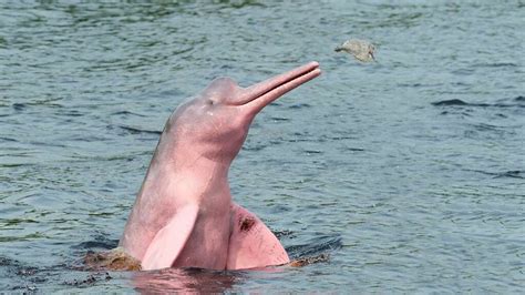 Pink Dolphin Amazon