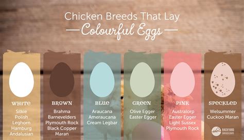 Pink Easter Egger