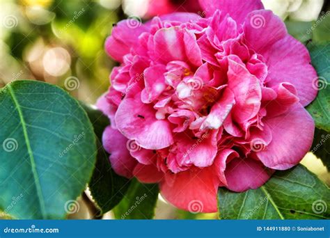 Pink Gardenia Tree