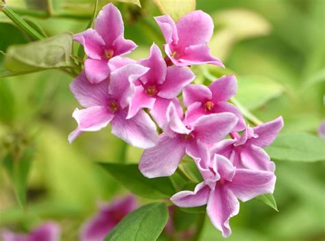 Pink Jasmine