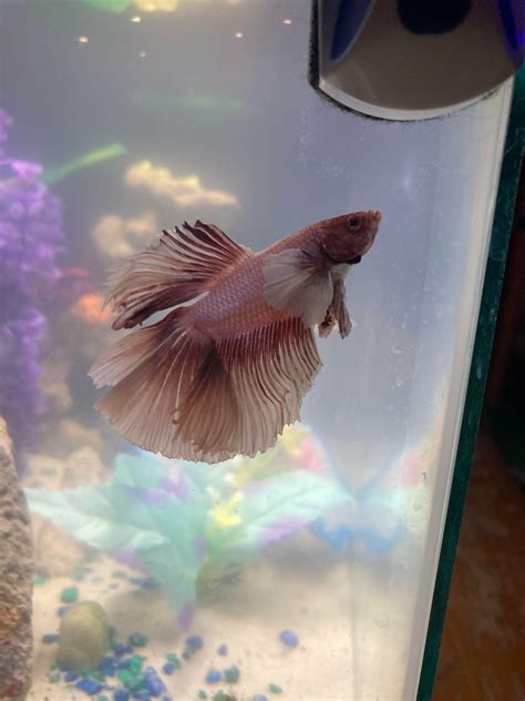 Pink Orchid Betta