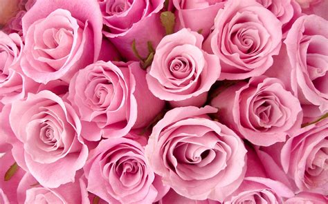 Pink Roses Background