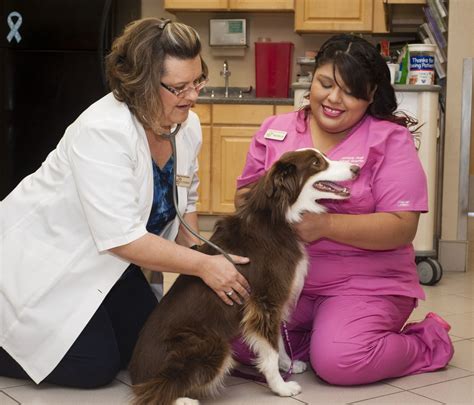 Pinnacle Peak Animal Hospital: Your Trusted Partner for Veterinary Care in Scottsdale, AZ