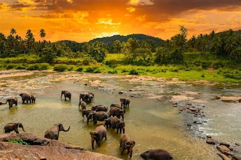 Pinnawala Elephants Bathing