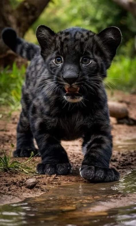 Pinterest Baby Animals