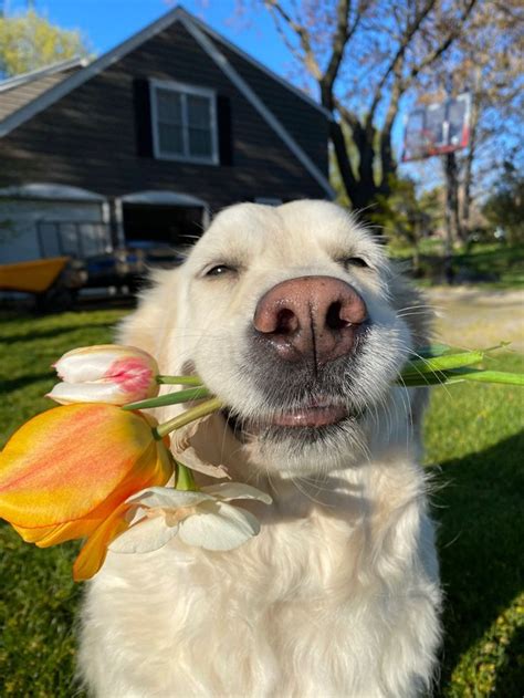 Pinterest Dogs