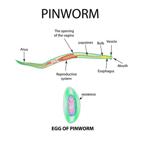 Pinworm Test and interpretation