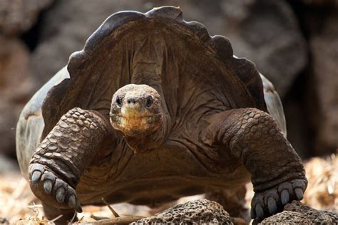 Pinzon Island Giant Tortoise