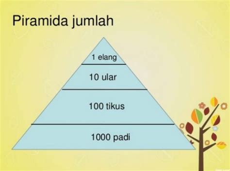 Piramida Jumlah Individu