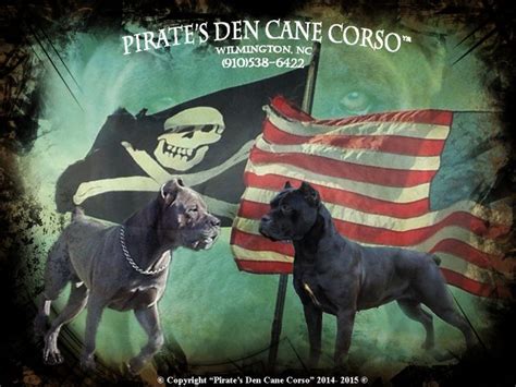 Pirates Den Cane Corso - Home