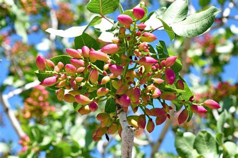 Pistachio Tree Image