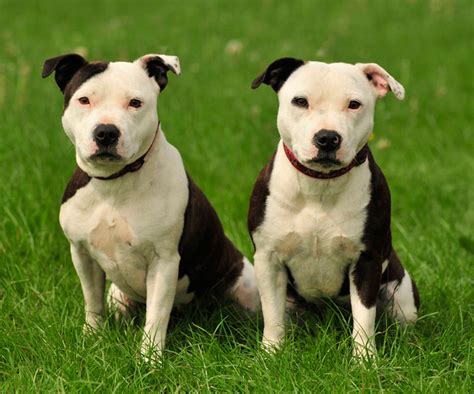 Pit Bull Terrier American Staffordshire Terrier: The Misunderstood
Canine