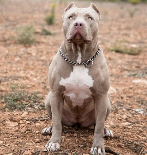 Pit Bull Terrier Bully: A Misunderstood Breed
