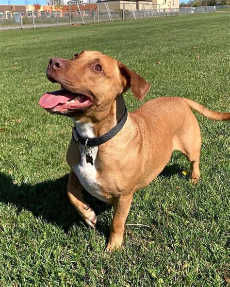 Pit Bull/Dachshund mix Ben MidAmerica Bully Breed Rescue