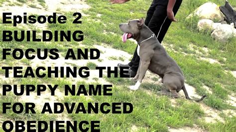 Pit Bull Puppy Training