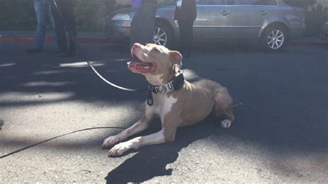 Pit Bulls Used As Police Dogs