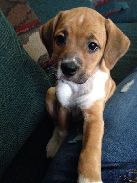 Pitbull Beagle Mix Puppy: The Lovable And Unique Crossbreed