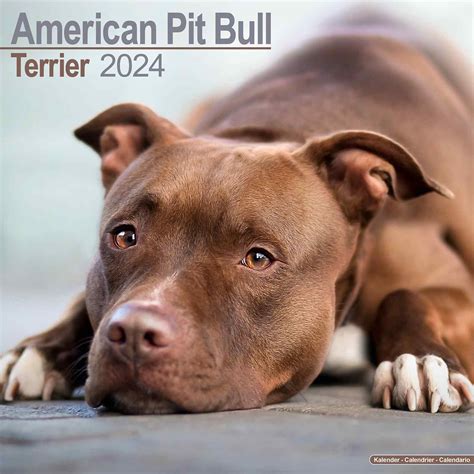 Pitbull Calendar 2024