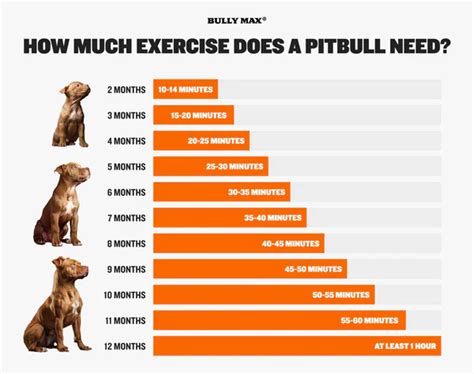 Pin by JB on About Animals Black dog, House training, Energy level