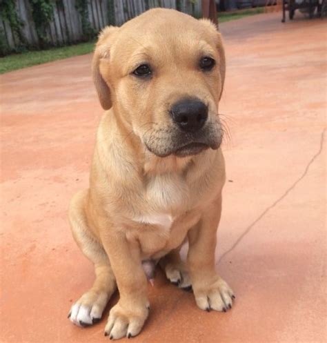Pitbull Golden Retriever Mix Puppies For Sale: The Ultimate Guide