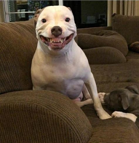 Pitbull Meme Dog
