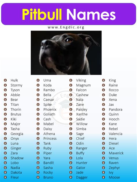 Pitbull Names For Dogs