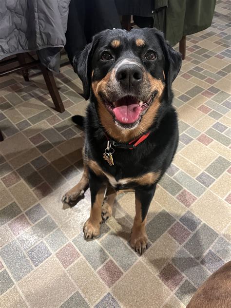 Clifford Chow Chow Rottweiler Mix