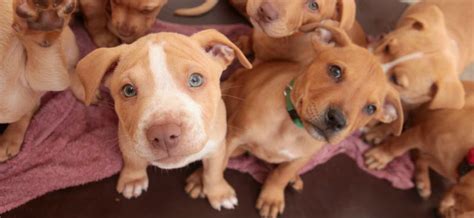 Pitbull puppy problem behavior