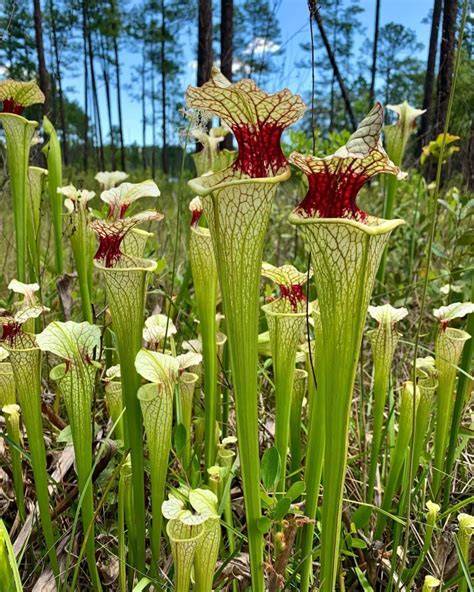 Pitcher Plant Image Gallery High Resolution