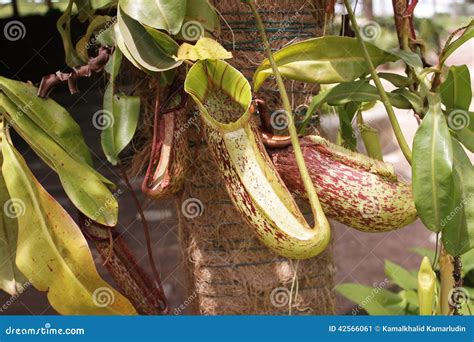 Pitcher Plants The Slippery Trap