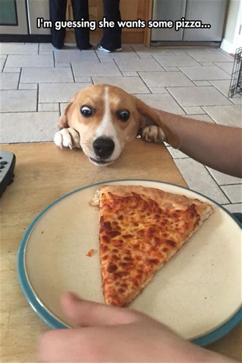 Pizza Dog Meme
