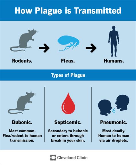 Plague: Prevention, Types & Rapid Response 