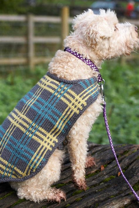 Plaid pattern dog