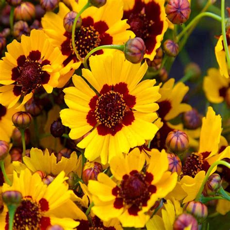 Plains Coreopsis in Landscape Design