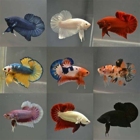 Plakat Betta Fish