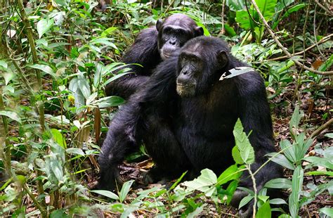 Plan Chimpanzee Tracking Visit