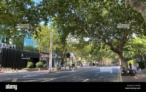 Plane trees French Concession
