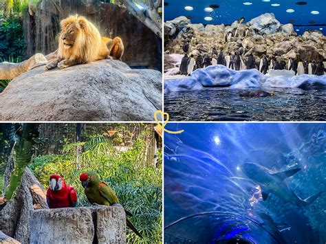 Planning Loro Parque visit