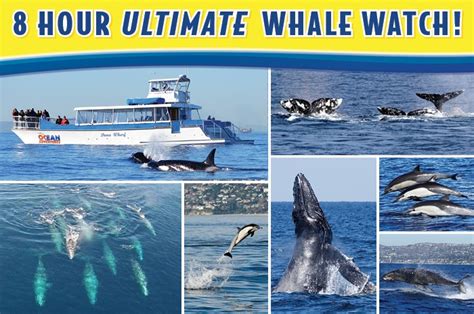 Planning Whale Watch trip
