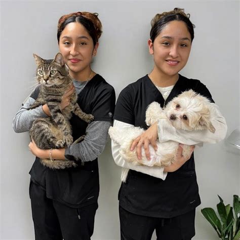 Compassionate Care for your Furry Friends at Plano Humane Animal Hospital - A Trusted Vet Clinic in Texas