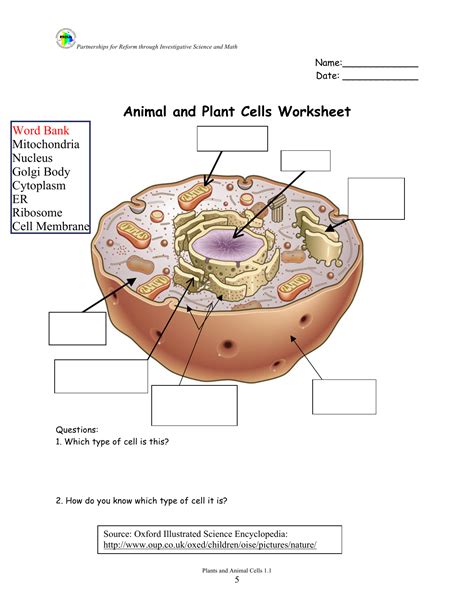 Plant And Animal Cell Worksheets Label