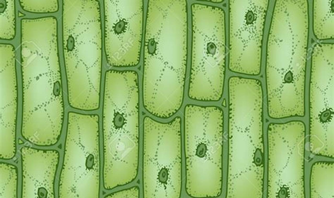 Plant Cell Under Microscope